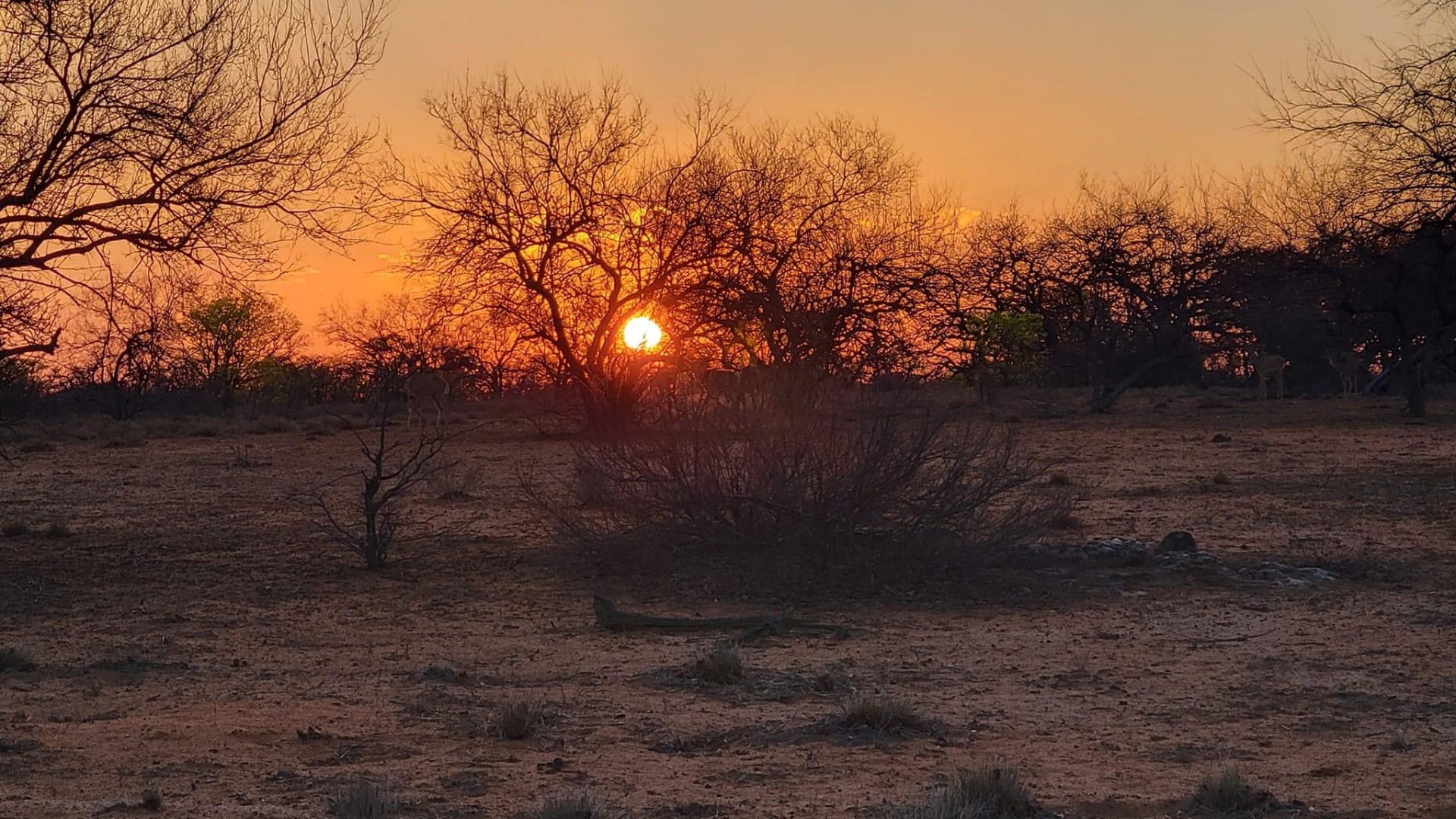 Leopard resting on a marula branch in soft golden morning light over the bushveld