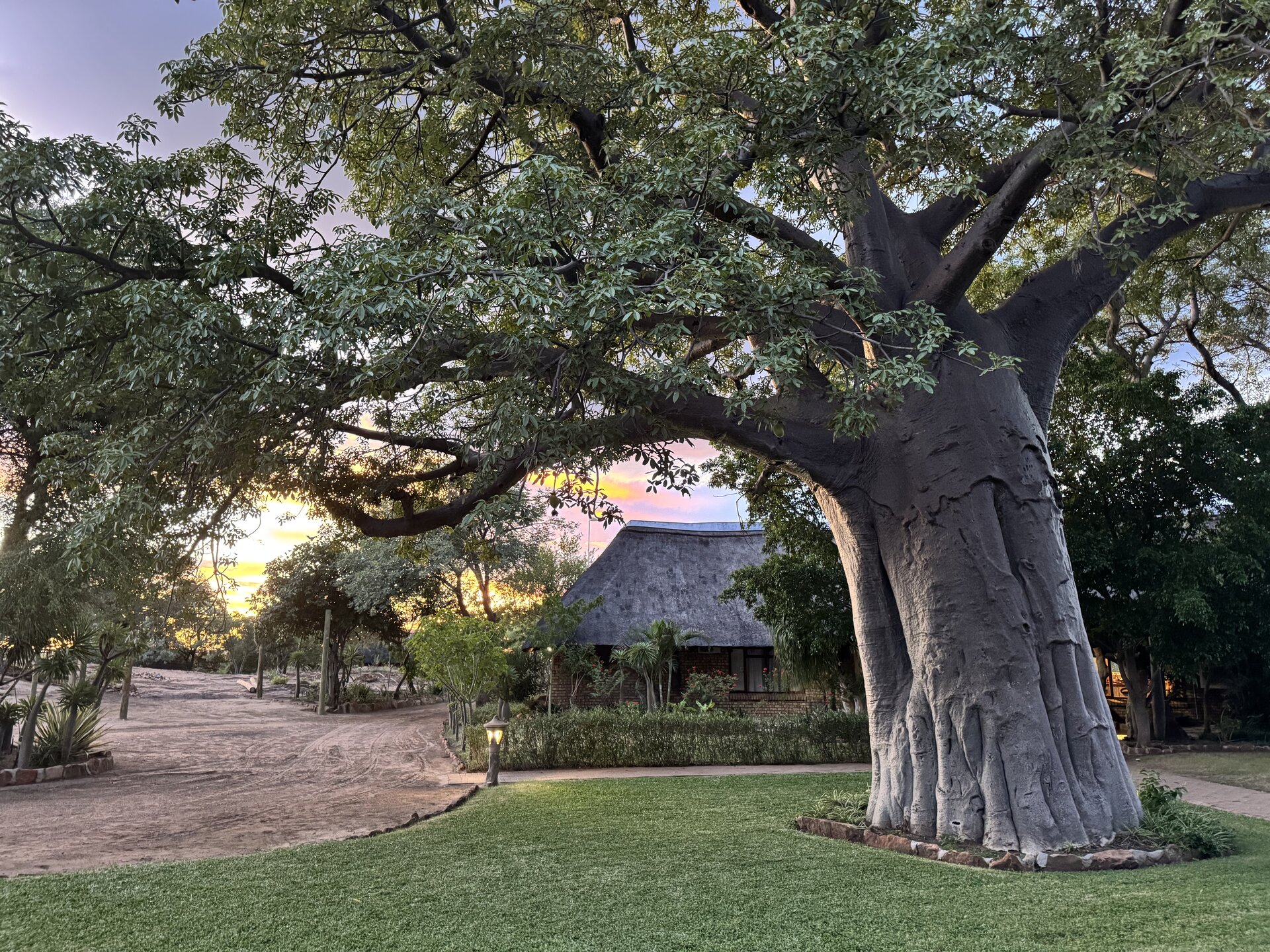 Ancient baobab tree at sunset beside a thatched lodge