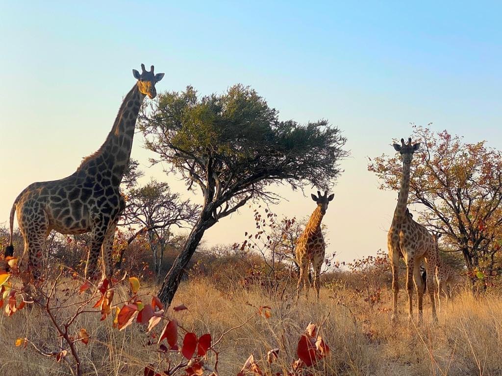 Three giraffes among acacia trees in the bushveld at golden hour