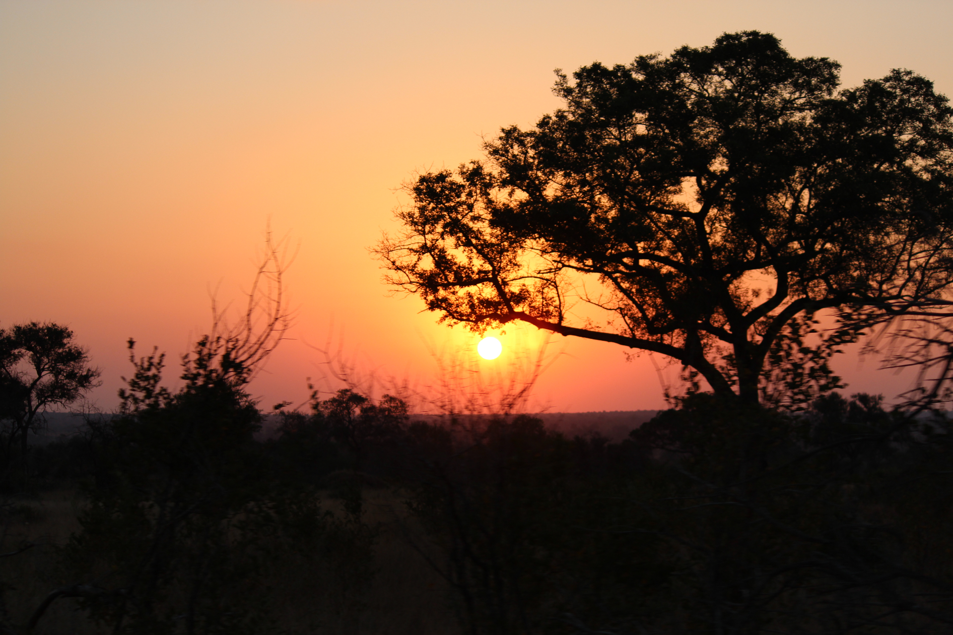 Marula tree silhouetted against an orange African sunset