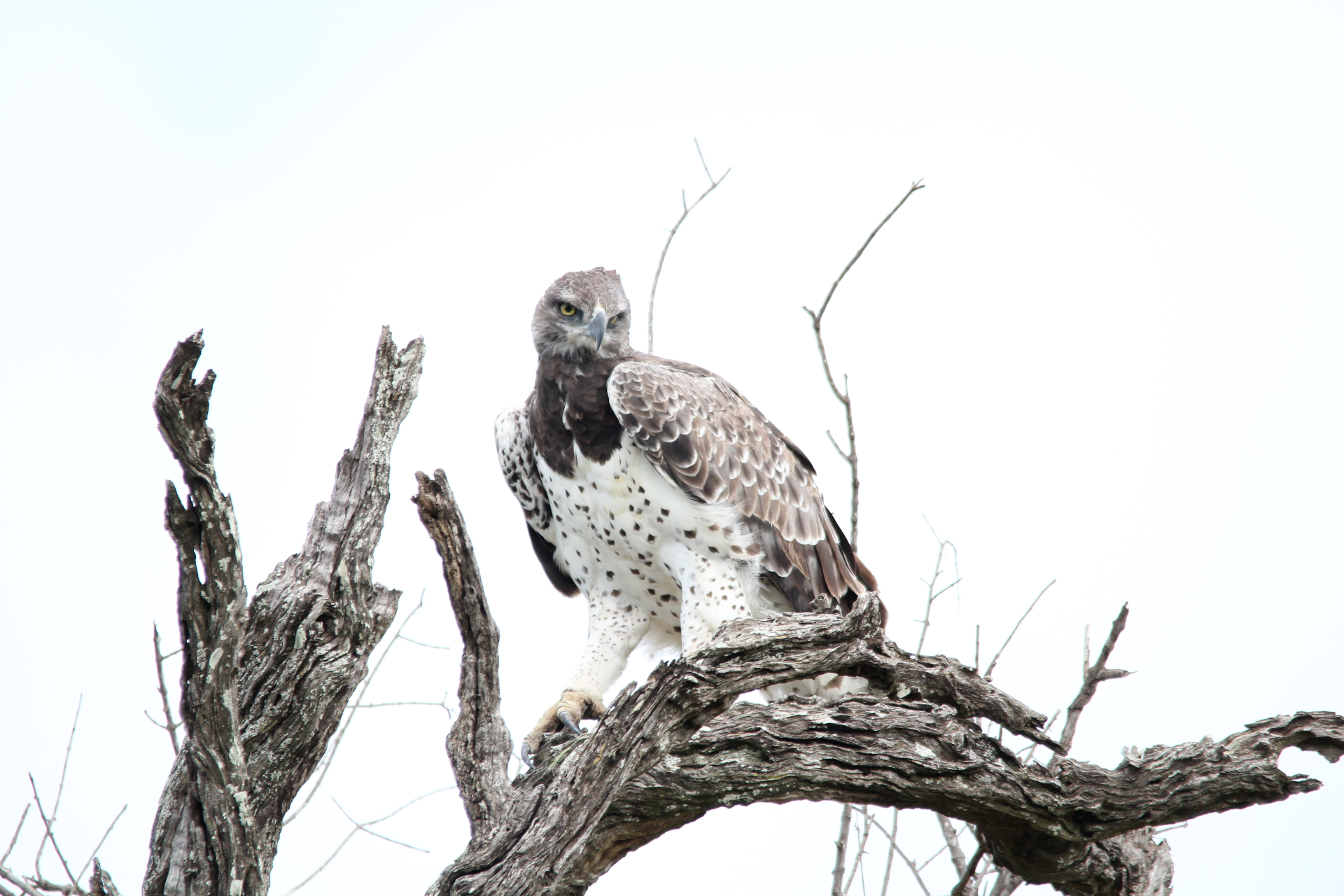 Martial eagle perched on weathered branches against a pale bushveld sky