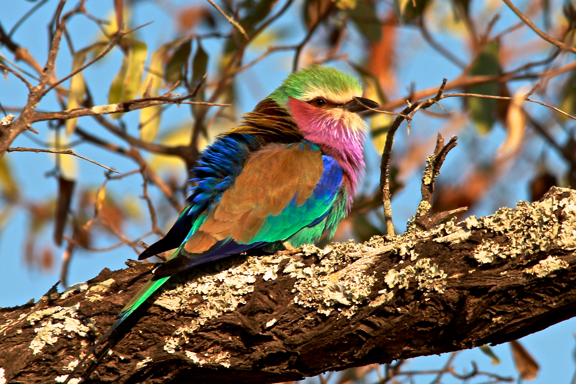 Lilac-breasted Roller