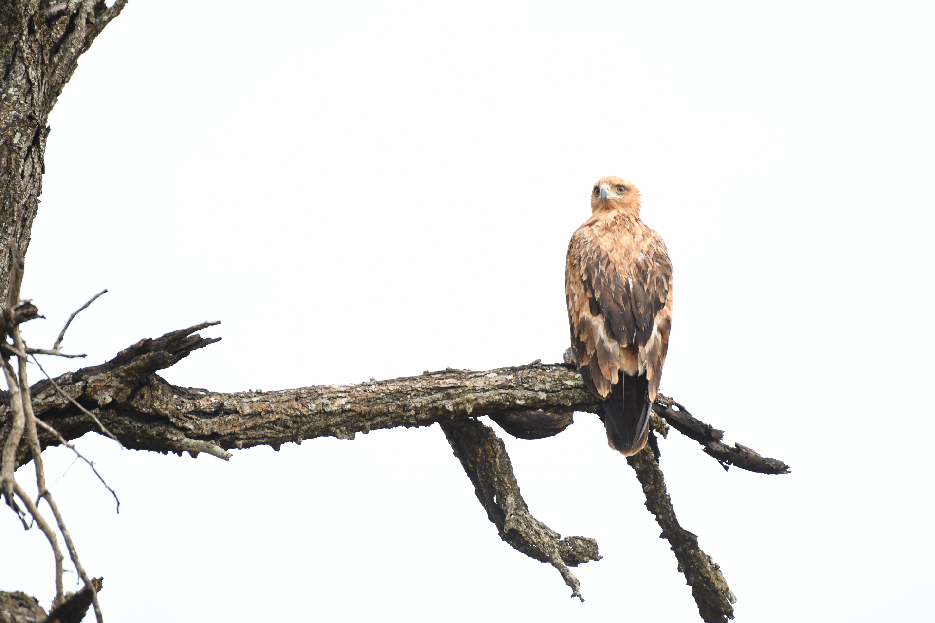 Tawny Eagle