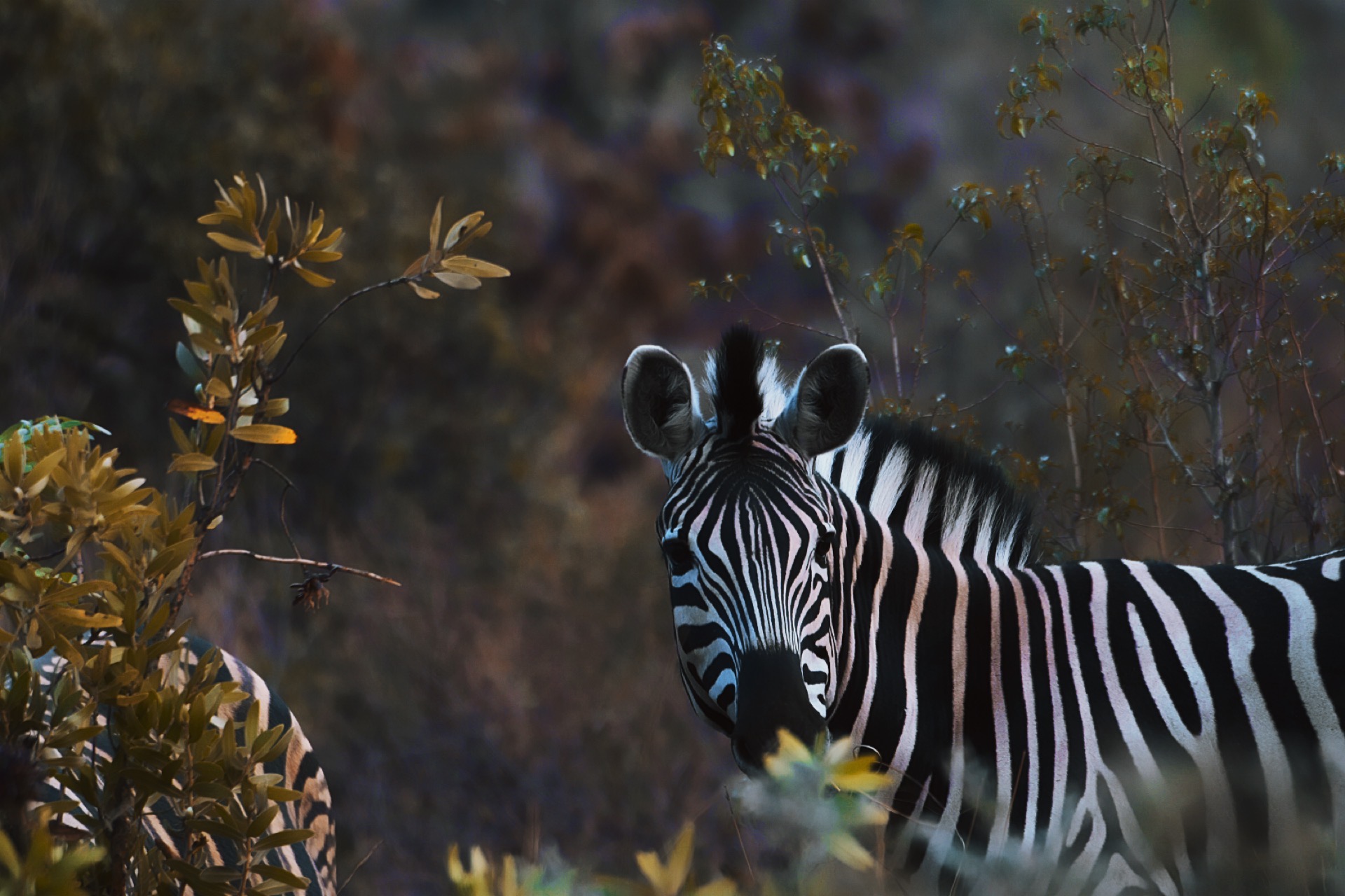 Zebra at dusk in the bushveld